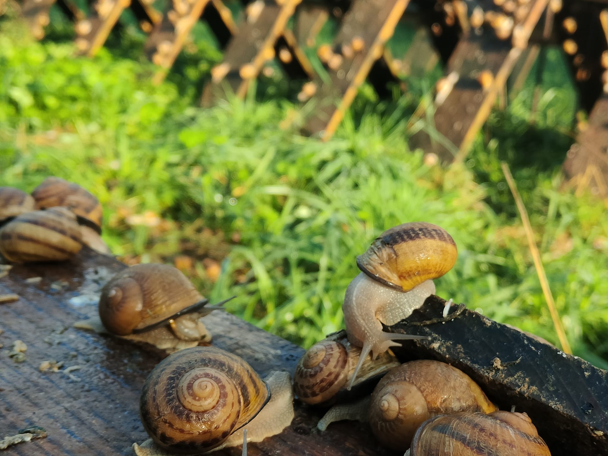 Astuces pour manger les escargots en Bourgogne